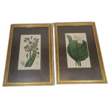 lot 2 Floral Prints lily allium Professionally Framed Gold Matted 11x14 Lily