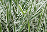 1000 Variegated RIBBON GRASS Reed Canary Phalaris Arundinacea Pink Flower Seeds Flowering Plants