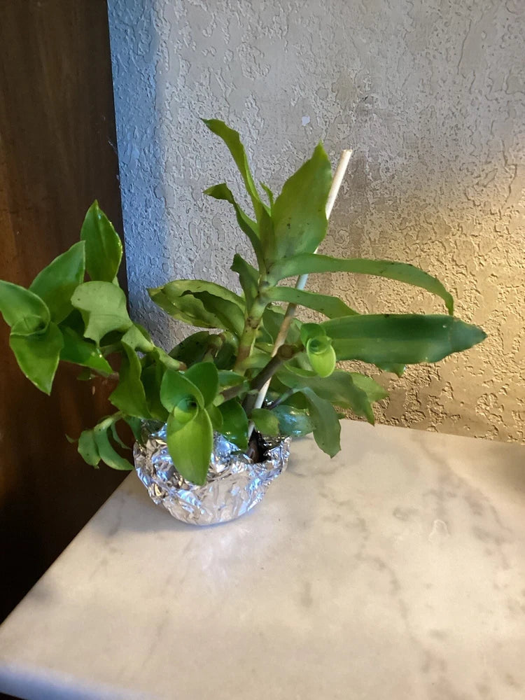 Basket Plant (planta canasta) (callisia fragrans) 4 Cuttings Plant 4"-6" Garden Plants