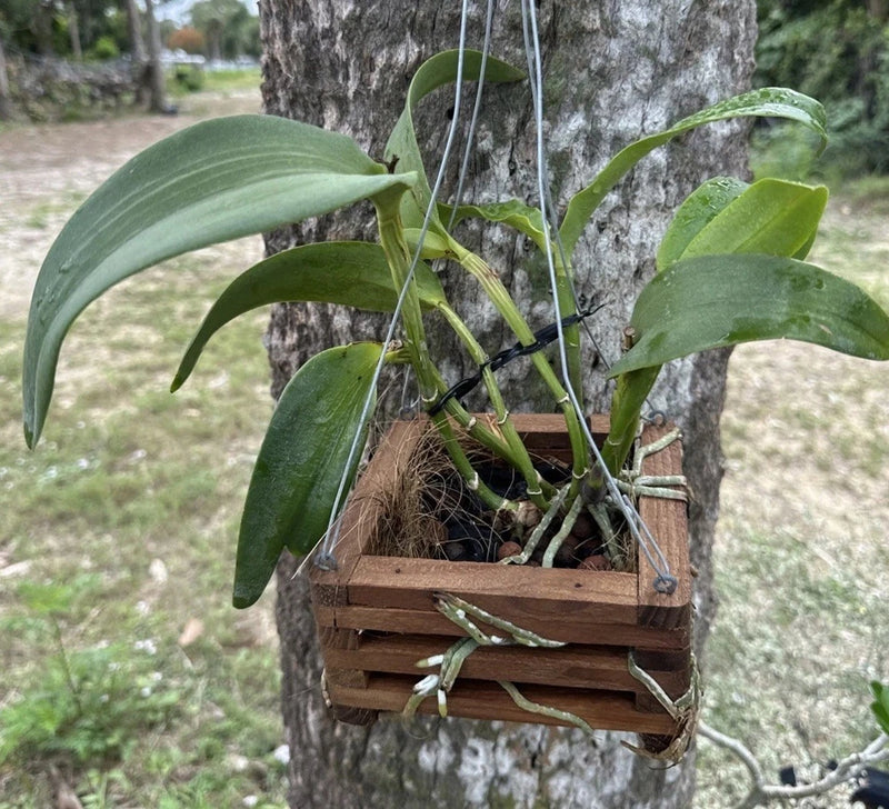 Orchid plant in wooden hanging basket with long green leaves and visible roots