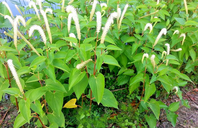 25 LIZARDS TAIL SEEDS ( Saururus cernuus ) Garden Plants