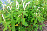 25 LIZARDS TAIL SEEDS ( Saururus cernuus ) Garden Plants
