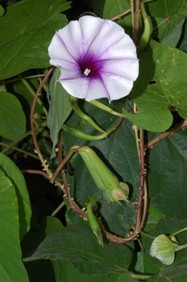 Ipomoea turbinata | muricata | Lavender Moonvine | 10_Seeds Garden Plants