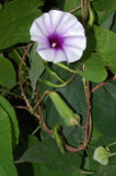 Ipomoea turbinata | muricata | Lavender Moonvine | 10_Seeds Garden Plants