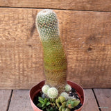 D5414 MAMMILLARIA SPINOSISSIMA pot12-H22-W8 cm MaMa Cactus Green Plant