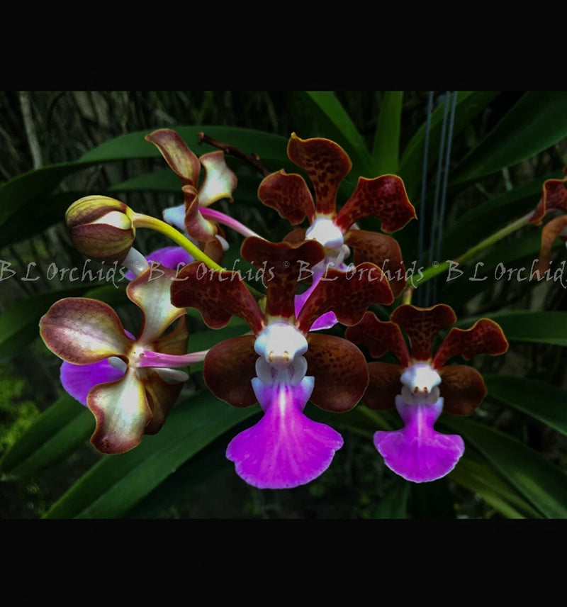 Orchid flowers with dark red petals and purple centers on green leaves