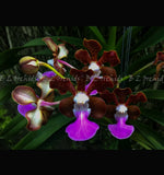 Vanda insignis Orchids