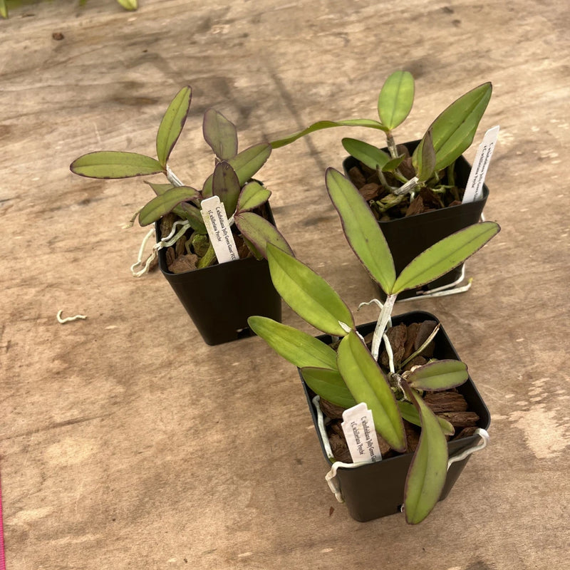 Potted Cattleya orchids with glossy green leaves in small black pots