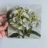 White hydrangea flower painting 6x6 in- oil on ampersand board Hydrangea