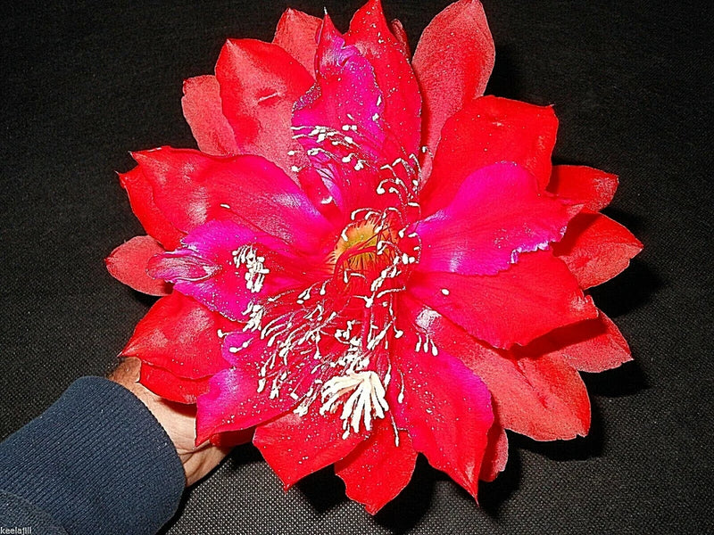 Red orchid cactus flower with magenta center and white stamens