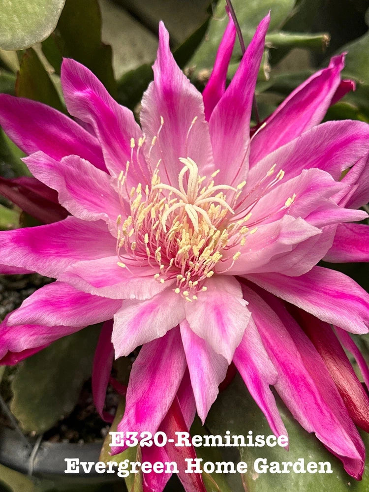 Pink orchid cactus bloom with layered petals, rooted in starter pot