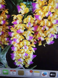 ORCHID PLANT Vanda Aerides Houllentiana Fragrant Rare 3 in pot Orchids