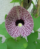 Aristolochia Littoralis Vine, 10 Seeds Calico Flower, Elegans Dutchman's Pipe Flowering Plants
