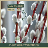 Salix discolor | Pussy Willow Cuttings |  18"  Fresh Cuttings | Native Shrub Flowering Plants