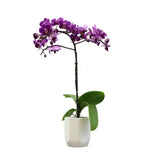 3.5 In. Purple Orchid (Phalaenopsis) Live House Plant in White Orchids