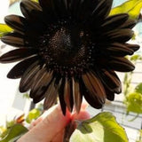 Helianthus annuus Black Magic | 10_Seeds Garden Plants