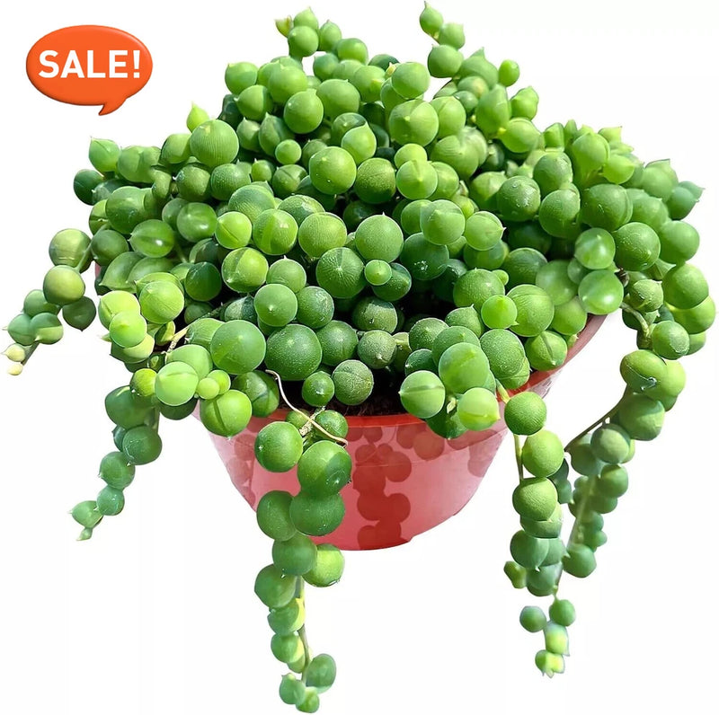 Live Succulent String of Pearls Live Plant Fully Rooted in 4" Pot with Soil Flowering Plants