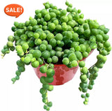 Live Succulent String of Pearls Live Plant Fully Rooted in 4" Pot with Soil Flowering Plants