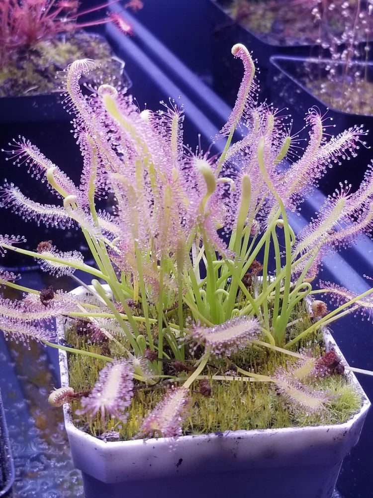 Drosera capensis "alba" Seeds - Carnivorous Sundew Plant - Easy Beginner Sundew! Flowering Plants