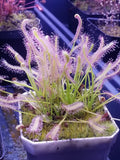 Drosera capensis "alba" Seeds - Carnivorous Sundew Plant - Easy Beginner Sundew! Flowering Plants