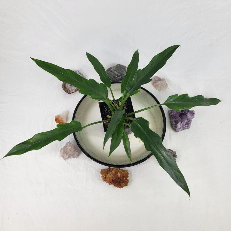 Green philodendron plant in dark-rimmed planter pot with decorative stones