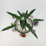 Green philodendron plant in dark-rimmed planter pot with decorative stones