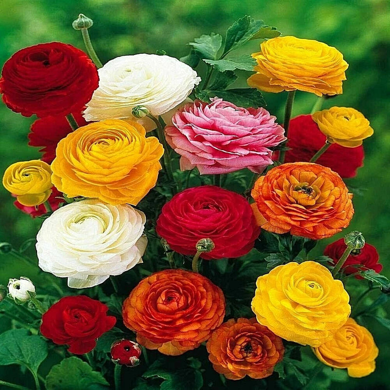 Ranunculus Asiaticus Mixed Colors (20 Bulbs) Beautiful Colors Ranunculus