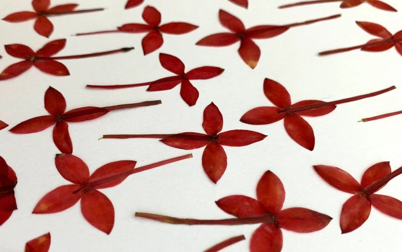 Pressed red flowers with stems for card making, art, crafts, and resin projects