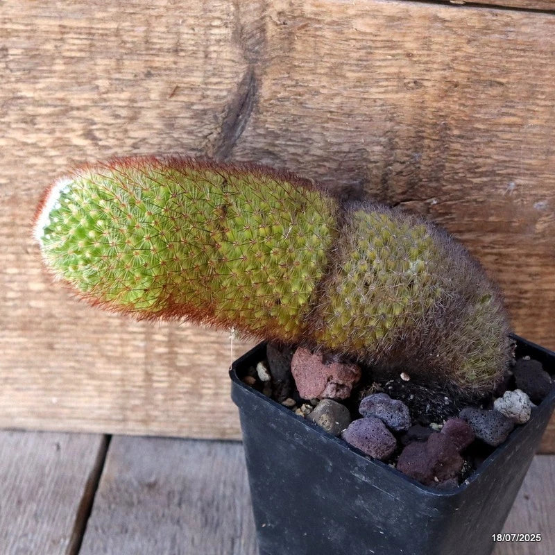 D5407 MAMMILLARIA SPINOSISSIMA pot10-H20-W6 cm MaMa Cactus Green Plant