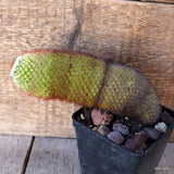 D5407 MAMMILLARIA SPINOSISSIMA pot10-H20-W6 cm MaMa Cactus Green Plant