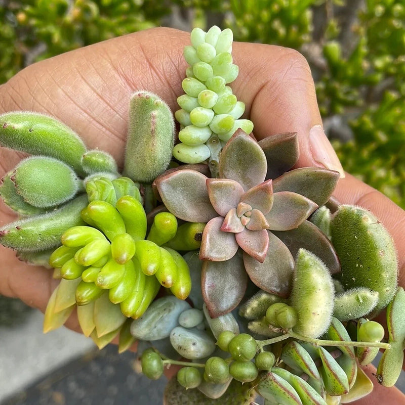 5 Assorted Varieties Live Succulent Cuttings Garden Starter Plants Garden Plants