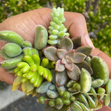 5 Assorted Varieties Live Succulent Cuttings Garden Starter Plants Garden Plants