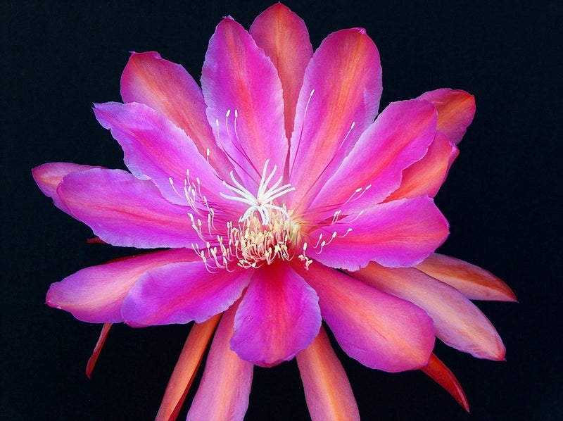 Orchid cactus flower with pink-to-purple petals and a pale center with long stamens
