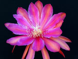 Epiphyllum, Orchid Cactus, " NORWOOD ", Don's Quart pots APRIL/1 Orchids