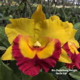 Live Orchid plantÑ- Rlc. Chomthong Delight 'Smile Lip' Orchids