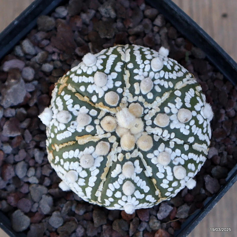 Green Astrophytum cactus with white speckles in dark pot with gravel