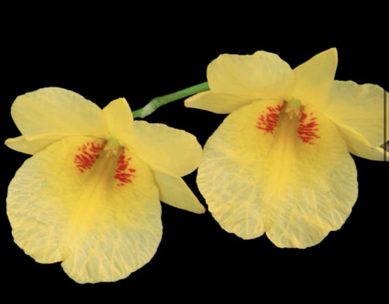 Yellow Dendrobium orchid flowers with red centers