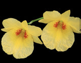 Fantastic Hybrid - Dendrobium Golden Aya Orchids