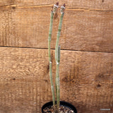 D4043 WILCOXIA POSELGERI pot10-H28-W4 cm MaMa Cactus Green Plant