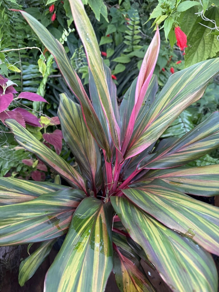 ti hawaiian cordyline harlequin Orchids