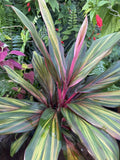 ti hawaiian cordyline harlequin Orchids