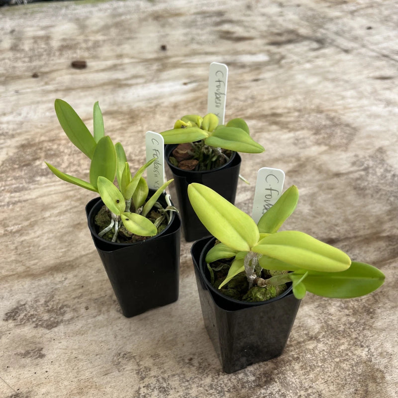 Three potted orchids with bright green leaves in black nursery pots