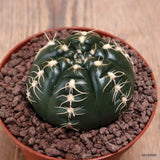 D7676 GYMNOCALYCIUM DENUDATUM pot10-H5-W6,5 cm MaMa Cactus Green Plant