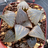 5CM Succulent Plant Haworthia Mirabilis var. Badia Liliaceae Home Garden Plant Garden Plants