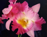 ORCHID PLANTS Otaara Hwa Yuan Bay She Shu seedling 2 in pot Orchids