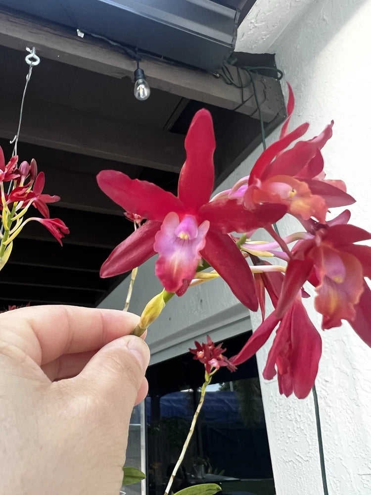 Crimson pink orchid flowers on green stems, handheld bouquet detail
