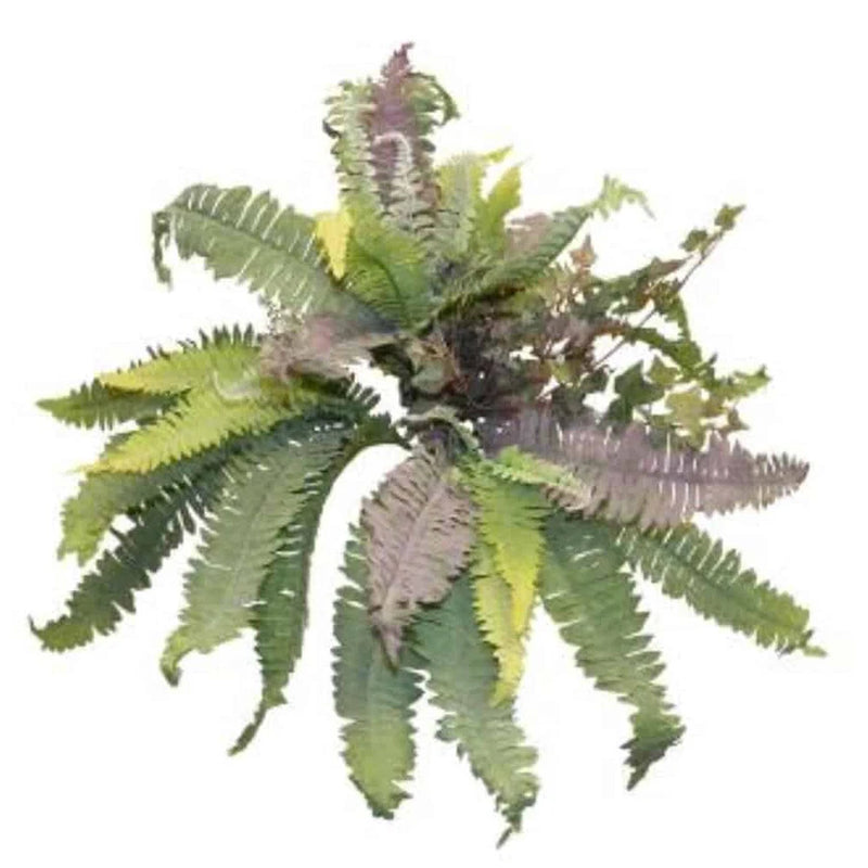 Boston Fern Fall Bush 10 Stems 166 Leaves 22in Green Green Plant