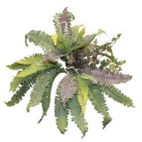 Boston Fern Fall Bush 10 Stems 166 Leaves 22in Green Green Plant