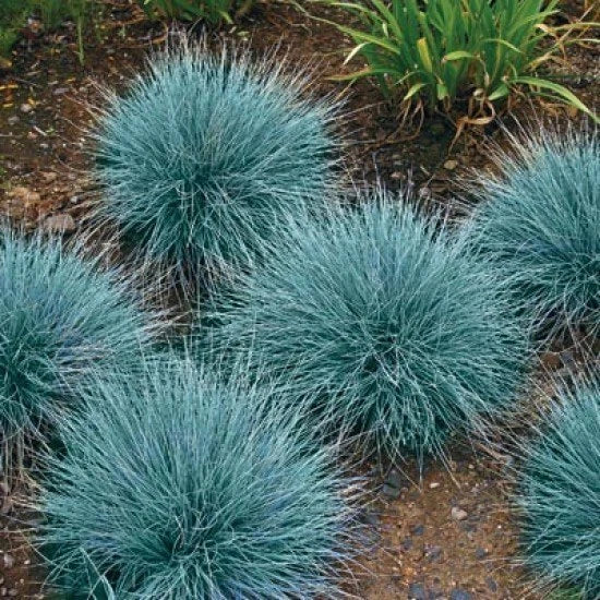 Blue Fescue Seeds, Ornamental Grass Seeds, Bulk Seed, Beautiful Blue-Green 500ct Pampas Grass