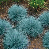 Blue Fescue Seeds, Ornamental Grass Seeds, Bulk Seed, Beautiful Blue-Green 500ct Pampas Grass